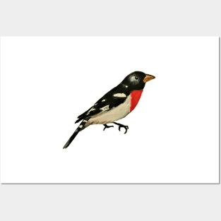 Rose Breasted Grosbeak Posters and Art